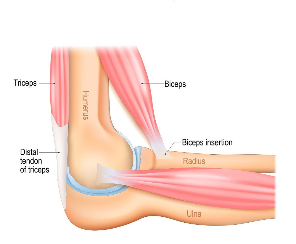 Elbow Joint
