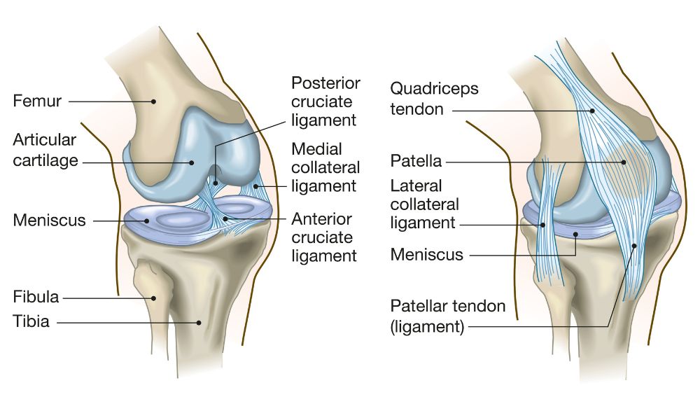 Knee Anatomy - Resized Manaqib Licensed Adobe Stock Photos Knee Anatomy Resized Manaqib Licensed Adobe Stock Photos