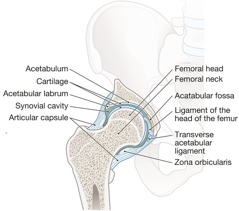 Hip Anatomy