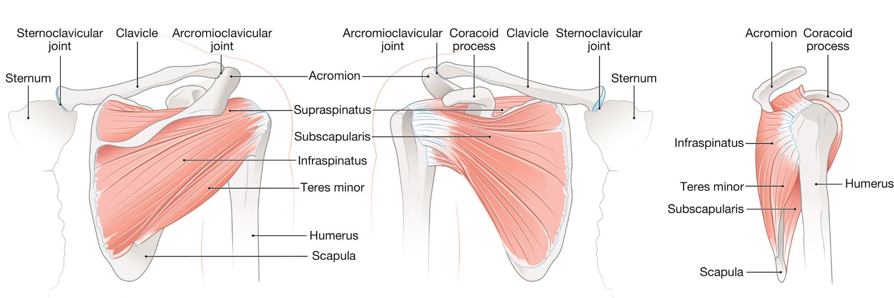 Shoulder Anatomy - Dr. Manaqib Shoulder Anatomy Dr Manaqib