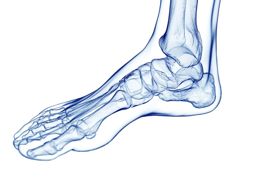 foot Foot